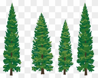 Clip Art Pine Tree - Pine Tree Illustration Png Transparent Png