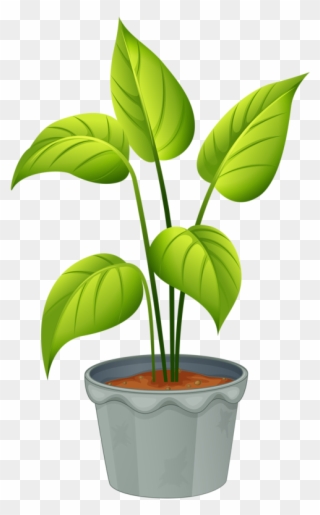 Green Home Plant - Flowering Plants And Non Flowering Plants Clipart