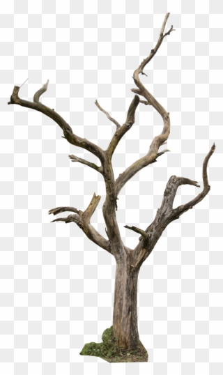 Dead Tree Clipart Animated - Dead Tree Png Transparent Png