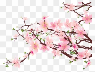 Clip Stock Image Tree Clip Art - Japan Cherry Blossom Transparent - Png Download