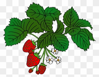 Strawberries - Food Chain Year 2 Clipart
