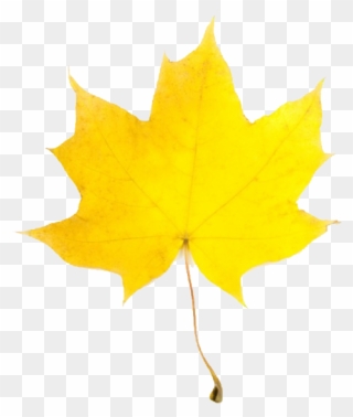 Fall Leaves Clip Art Free Borders Clipart Panda - Yellow Fall Leaf Clip Art - Png Download