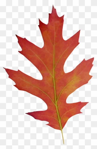 Big Image - Oak Leaf Fall Drawing Clipart