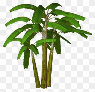 Palm Tree Clipart - Banana Tree Clipart Png Transparent Png