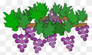 Grape Clip Art Free Clipart Image Image - Grapes Vineyard Clipart - Png Download