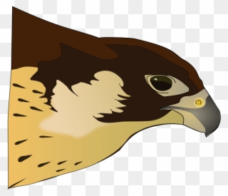 Hawk Clip Art Free - Hawk Clipart - Png Download