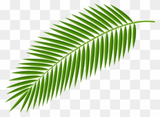 Leaves Clipart Palm Branch - Palm Branch - Png Download