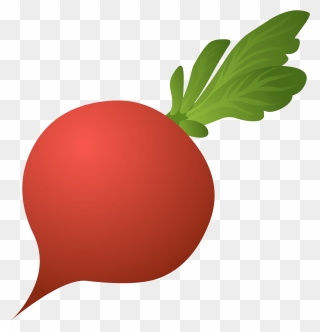 Daikon Vegetable Beetroot Black Spanish Radish - Beet Clipart Png Transparent Png