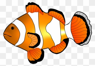 Clownfish Clipart Free Download Clip Art On - Orange Clown Fish Clipart - Png Download