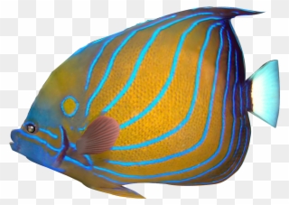 Marine Fish Clipart Transparent Fish - Tropical Fish - Png Download