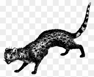 Whiskers Wildcat Dog Bear - Civet Cat Logo Png Clipart