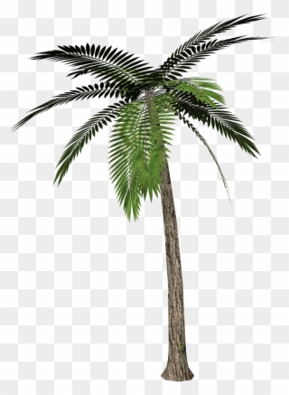 Palm Tree Transparent Background Clipart
