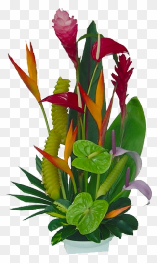 Tropical Flowers Florida Landscaping 20710 Tropical - Tropical Flowers Jungle Clipart - Png Download