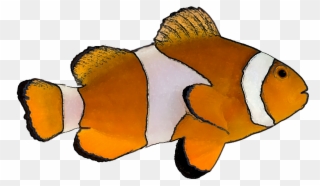 Free Tropical Fish Clip Art - Clown Fish White Background - Png Download