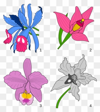 File - Orchids Heraldry - Svg - Wikimedia Commons - Orchid Cattleya Trianae Graphic Clipart