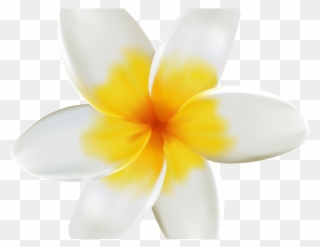 Yellow Flower Clipart Tropical - Frangipani - Png Download