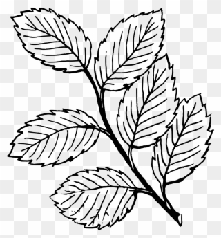 Leaf Cliparts Brach - Leaves Black And White - Png Download