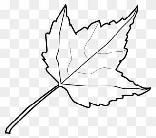 Leaf Outline Tree Outline With Leaves Clipart - Leaf Clipart Black And White - Png Download