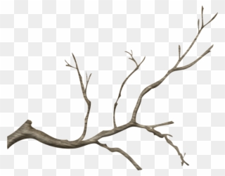 Jpg Free Stock Branch Transparent Tree Limb - Real Tree Branch Png Clipart