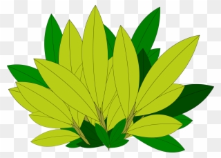 Maple Leaf Tree Branch Plant - Leaf Clipart