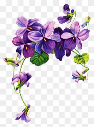 Violet Flower Drawing Clipart