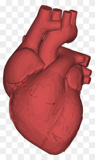 3d Computer Graphics Low Poly Heart Anatomy Thumb - Human Heart 3d Png Clipart