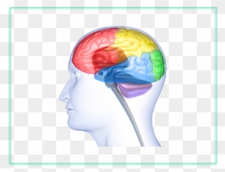 Download Neuroscience Clipart Neuroscience Neurology - Google In Our Brains - Png Download