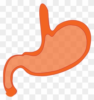 Stomach Anatomy Human Body - Cartoon Stomach Png Clipart