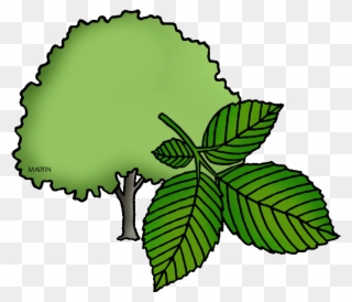 Massachusetts State Tree - Elm Clipart - Png Download