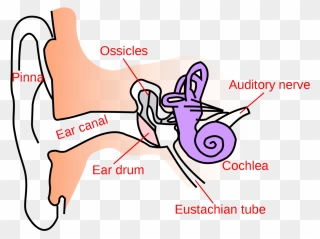Ear Anatomy Text Small En - Simple Anatomy Of Ear Clipart