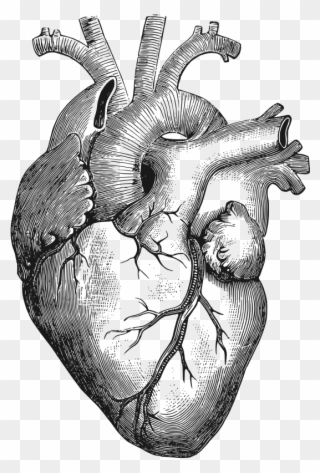 Clipart - Anatomical Heart - Corazon Humano Dibujo - Png Download