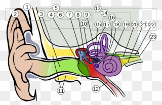 Anatomy Of The Human Ear 1 Intl - Cat Ear Anatomy Clipart