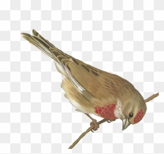 Free Bird Images - Birds Vintage Png Clipart