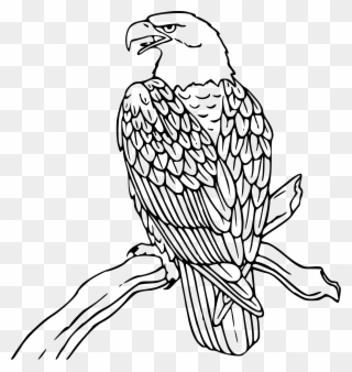 Clipart Free Download Free Eagle Clipart Eagles - Clip Art Black And White Eagle - Png Download
