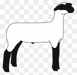 If You Found This Page By Searching For Show Lamb Clip - Market Lamb Clip Art - Png Download