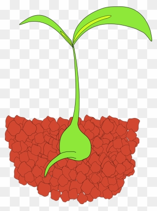 April Showers Bring May Flowers Clip Art - Seedling Clip Art - Png Download