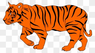 White Tiger Clipart Depauw - Illustration Of A Tiger - Png Download