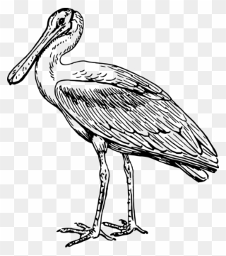 Stork Line Art Drawing Pelecaniformes Spoonbills - Outline Picture Of Spoonbill Clipart