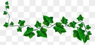 Vine Ivy Decoration Png Clipart Picture - Transparent Background Plant Clipart
