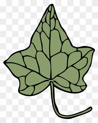 Ivy Drawing Leaf Vine Araliaceae - Ivy Leaf Clip Art - Png Download