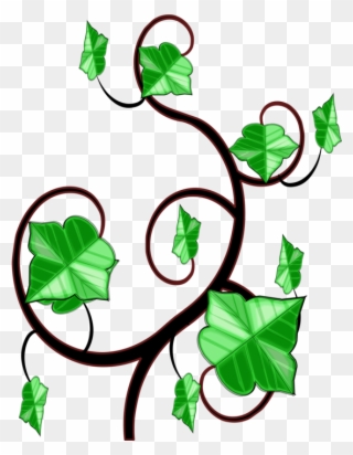 Common Ivy Computer Icons Vine Drawing - Ivy Clipart - Png Download