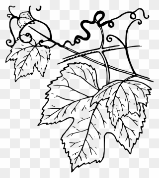 Ivy Clipart Grape Leave - Grape Leaves Black And White - Png Download