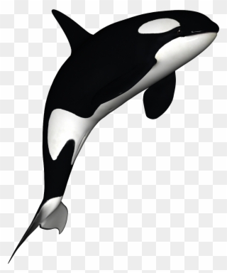 Orca Clipart Free - Orca Whale White Background - Png Download