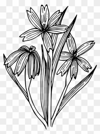 Blue-eyed Grass Drawing Line Art Coloring Book Flowering - Blue Eyed Grass Outline Clipart