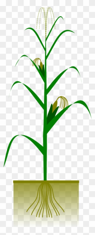 Free Corn Plant Clip Art - Maize Plant - Png Download