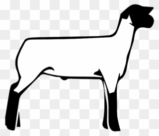 If You Found This Page By Searching For Show Lamb Clip - Show Lamb Clipart Black And White - Png Download