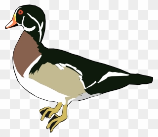 Wood Duck - بطة Png Clipart