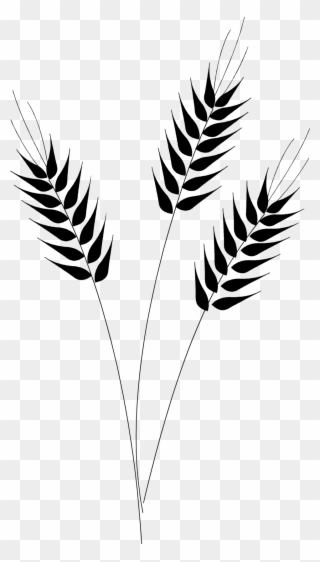 Wheat Vector - Black And White Wheat Stalk Clipart (#847632) - PinClipart