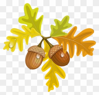 Transparent Fall Leaves With Acorns - Transparent Background Fall Leaf Clipart - Png Download