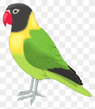 Parrot 20clipart - Bird Pictures Clip Art - Png Download